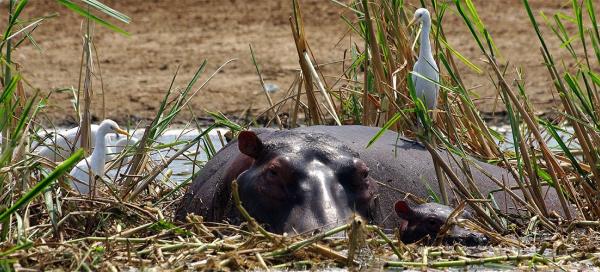 Safari in Kazinga channel