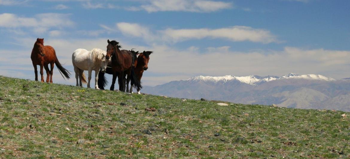 Mongolsko