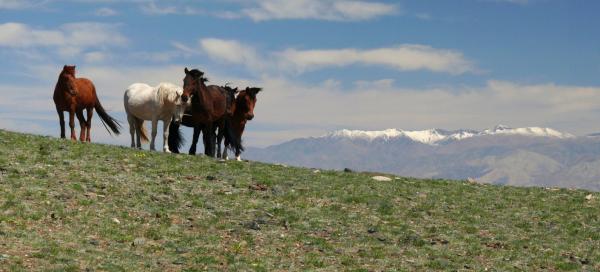 Mongolsko