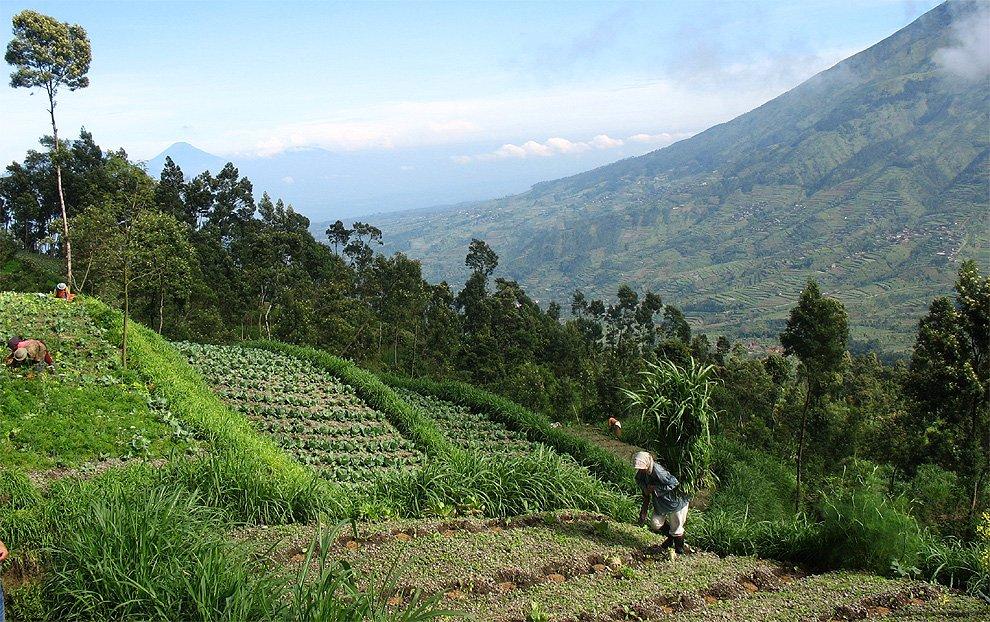 Úrodná pole na Merapi