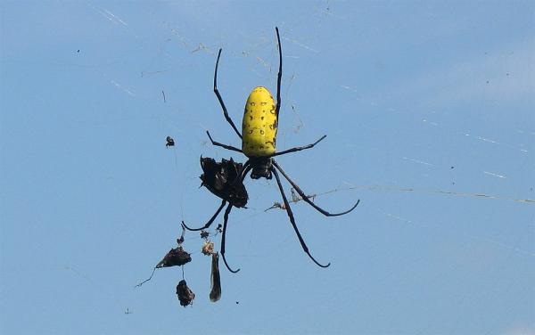 Nephila antipodiana