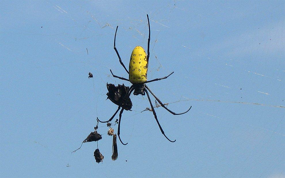 Nephila antipodiana