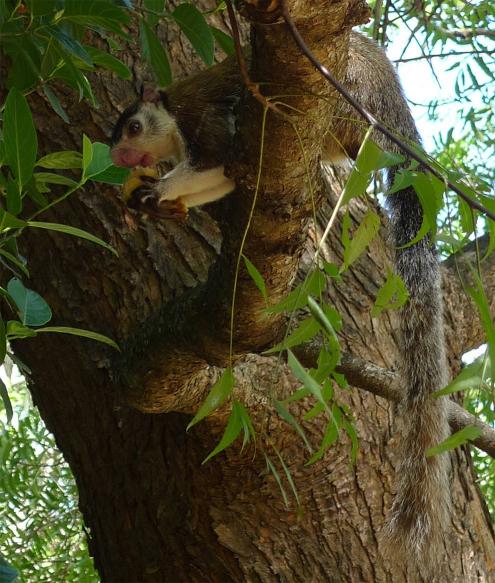 Grizzled giant squirrel