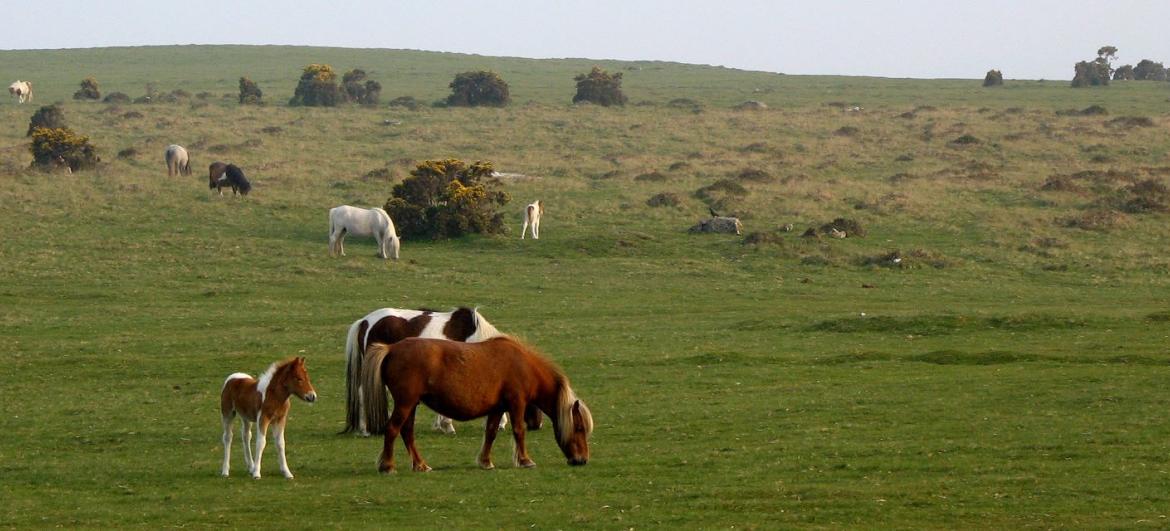 Dartmoor National Park