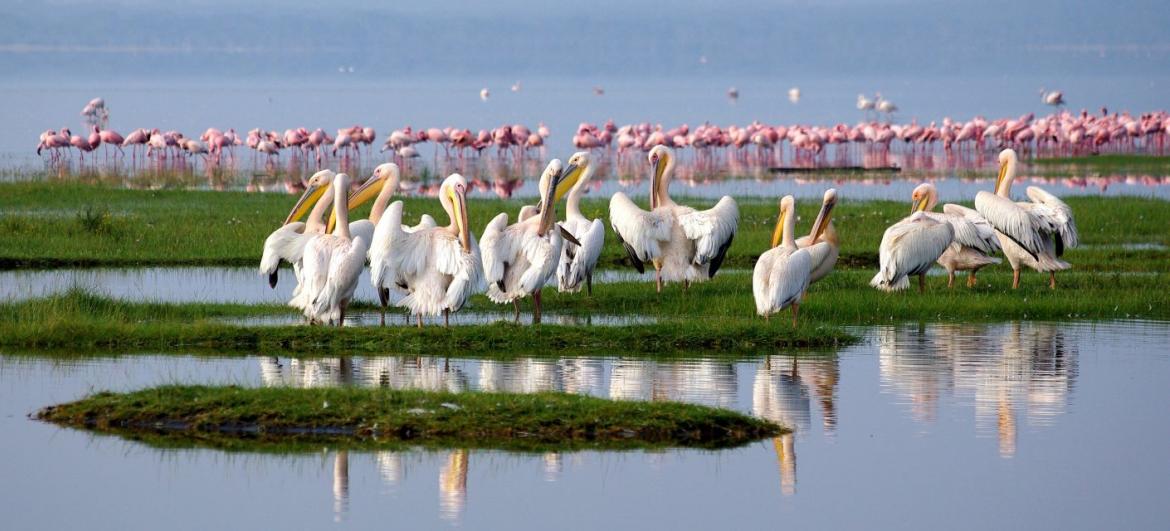 Jezero Nakuru