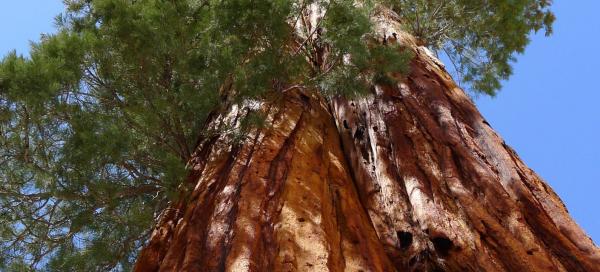 Národní park Sequoia