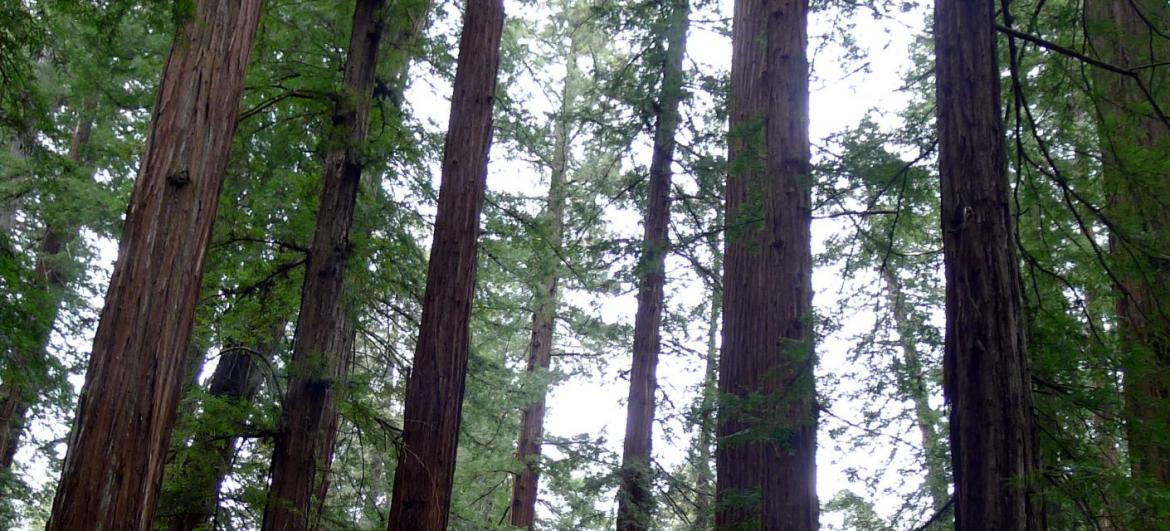 Armstrong Redwoods State Natural Reserve
