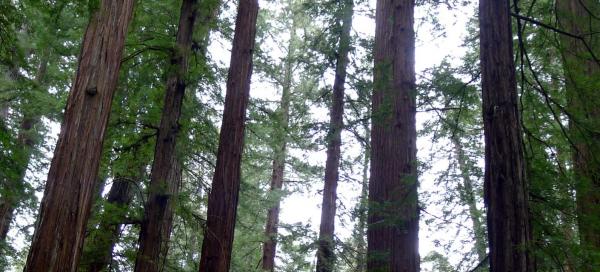 Armstrong Redwoods State Natural Reserve