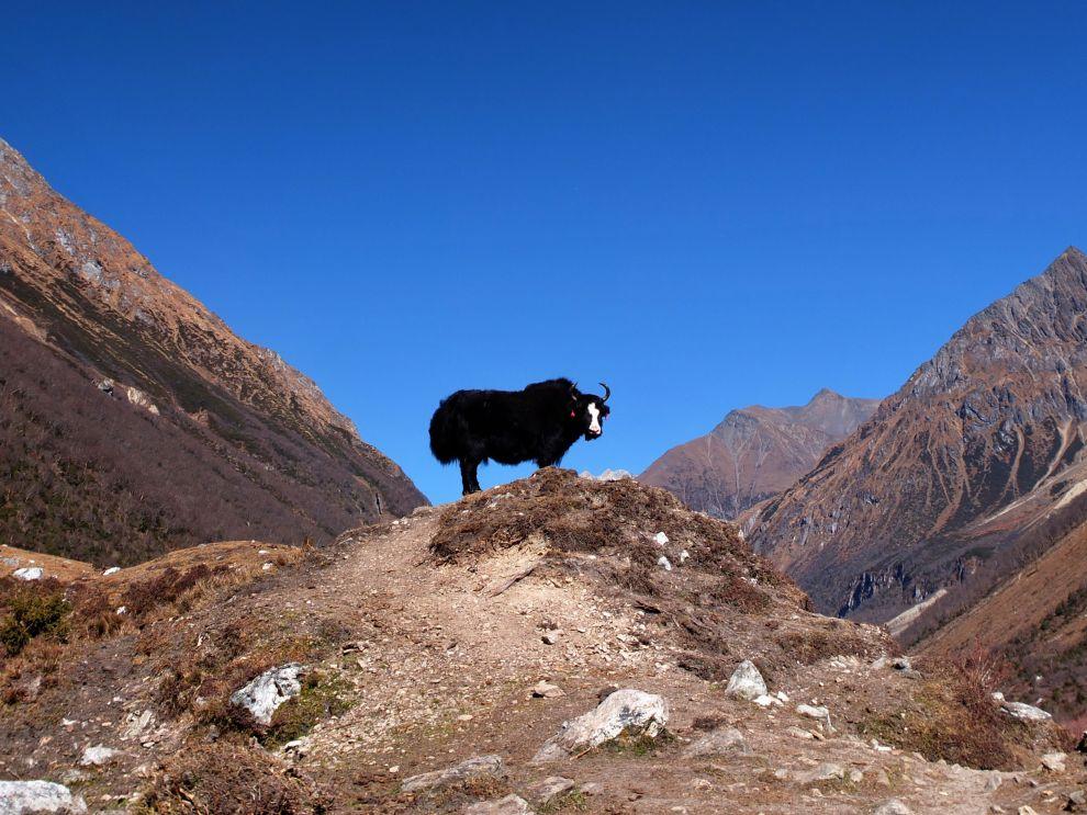 YAK
