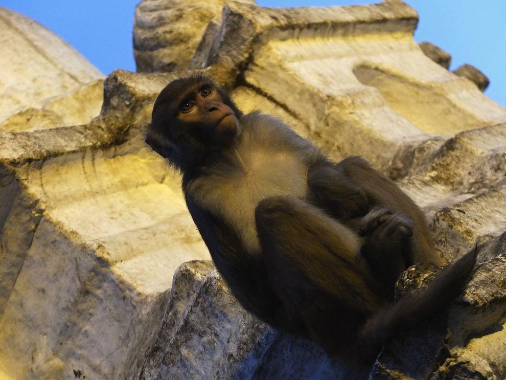 Swayambhunath - Monkey Temple