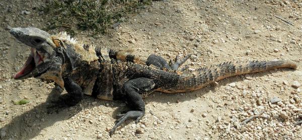 Iguana yawns