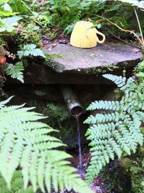 Studánka v kapradí
