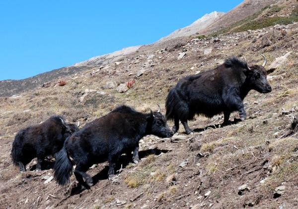 Yaks