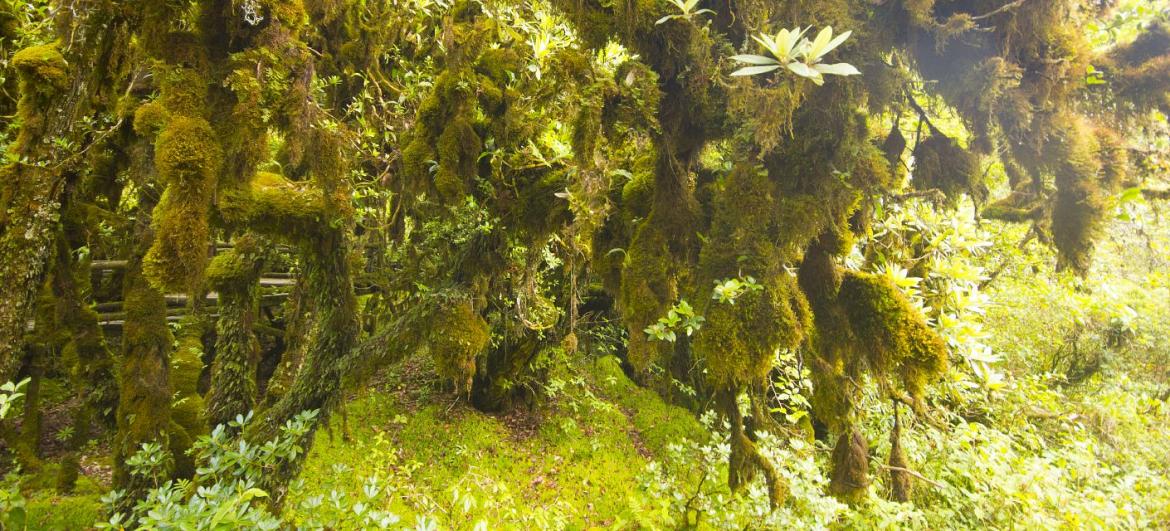 Ang Ka nature trail: Turistika