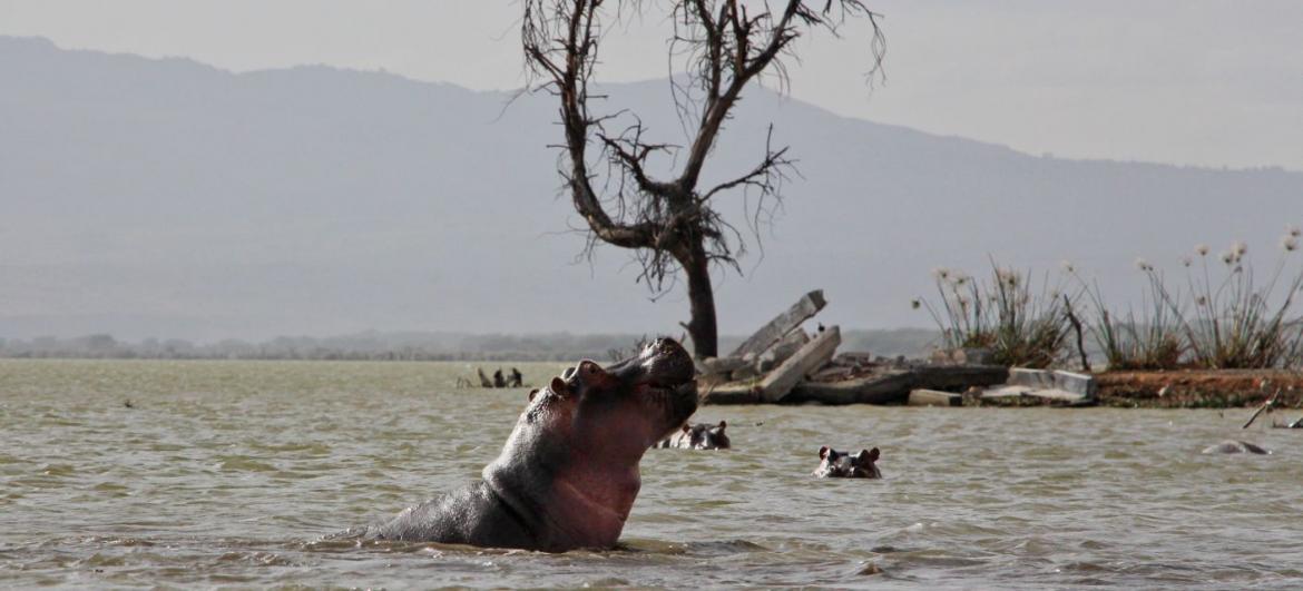 Safari v Naivasha Lake