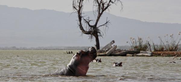 Safari v Naivasha Lake