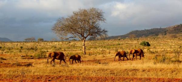Safari v Tsavo East