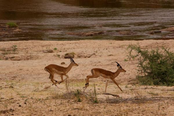 Antilopy Impala