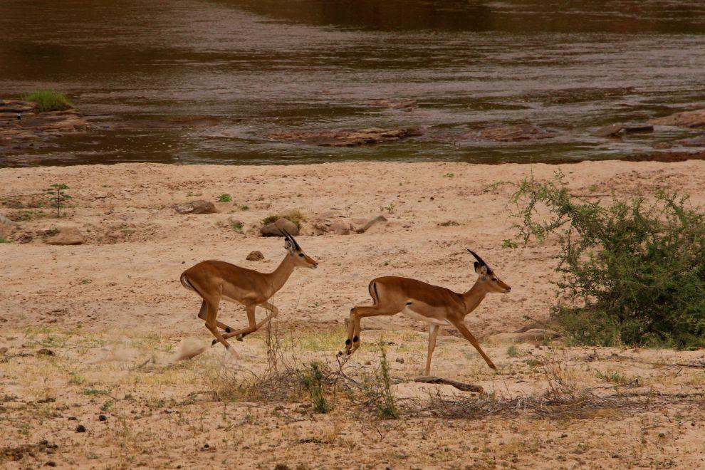 Antilopy Impala
