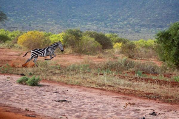 Zebra