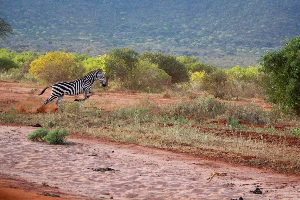 Zebra