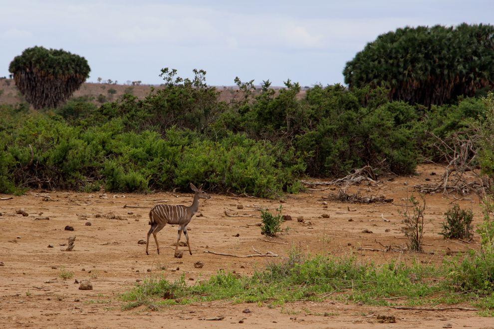 Antilopa kudu