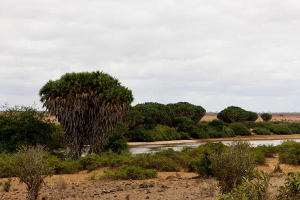 Galana river
