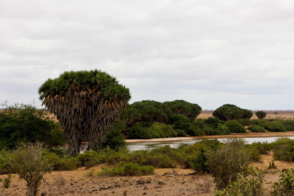 Galana river