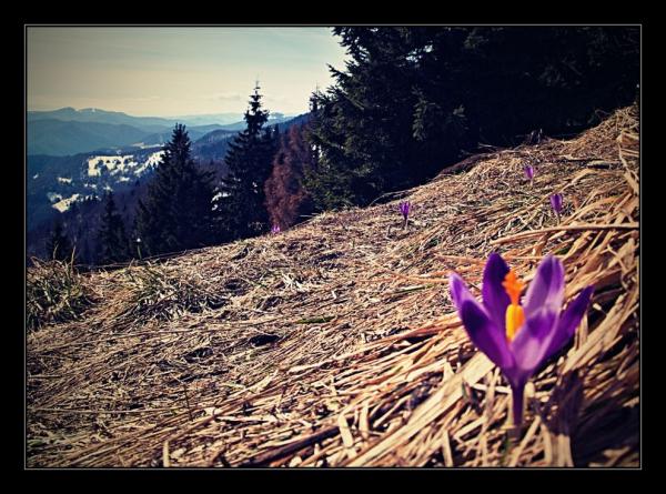 Crocus - neboli šafrán