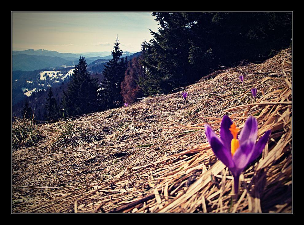 Crocus - neboli šafrán
