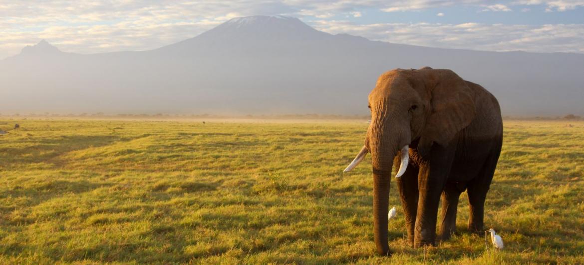 Safari v Tsavo West