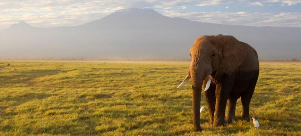 Safari v Tsavo West