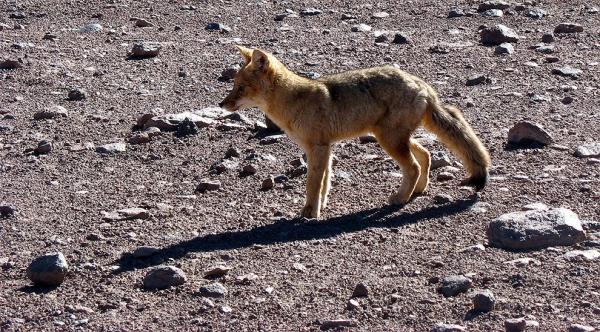 Jackal