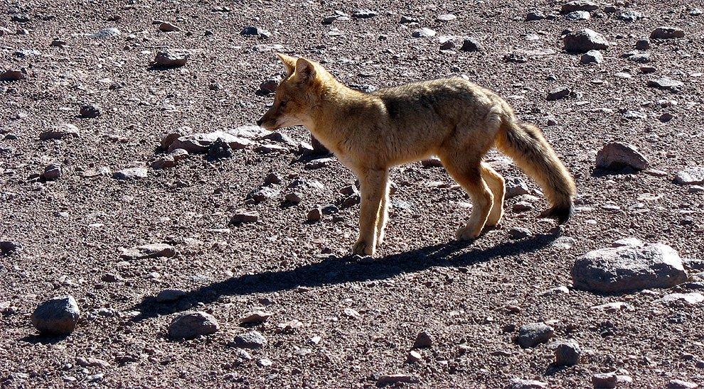 Jackal