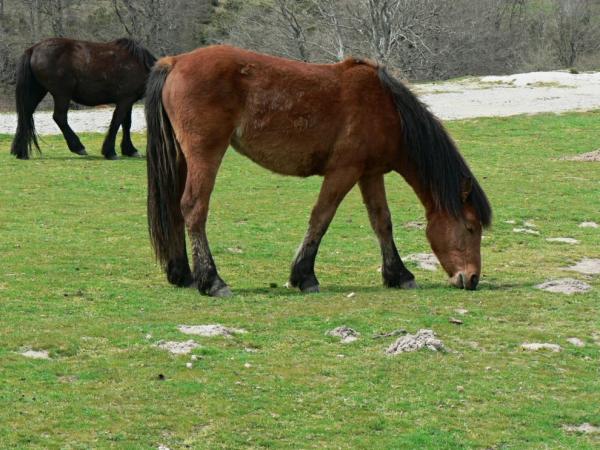 Polodivoká zvířata v Urbasa-Andía