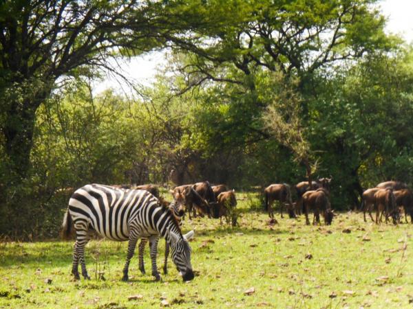 Spoustu dalších zvířat je v Serengeti k vidění