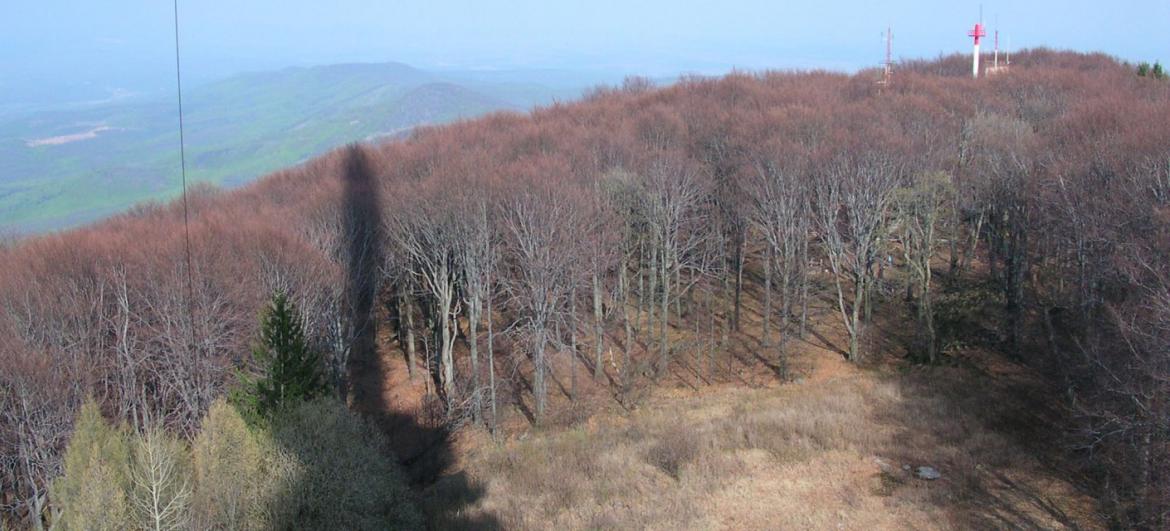Kékes