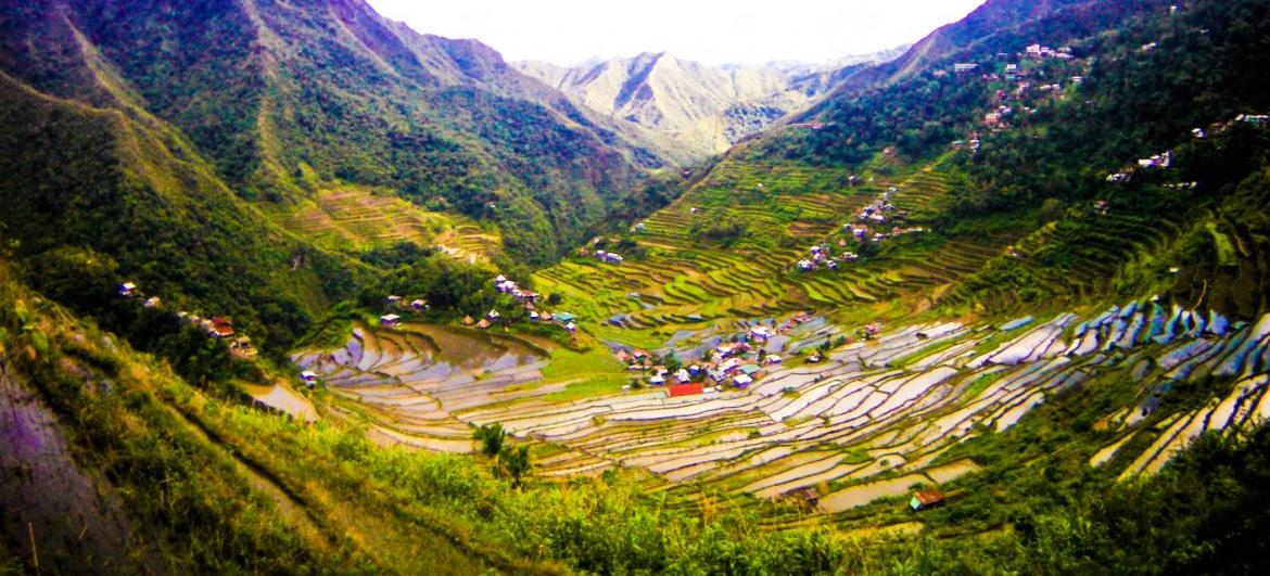 Rice terraces in Batad
