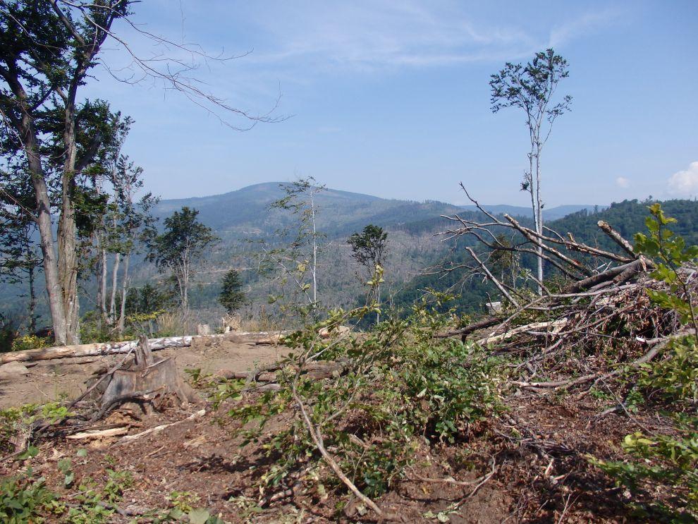 Kalamita