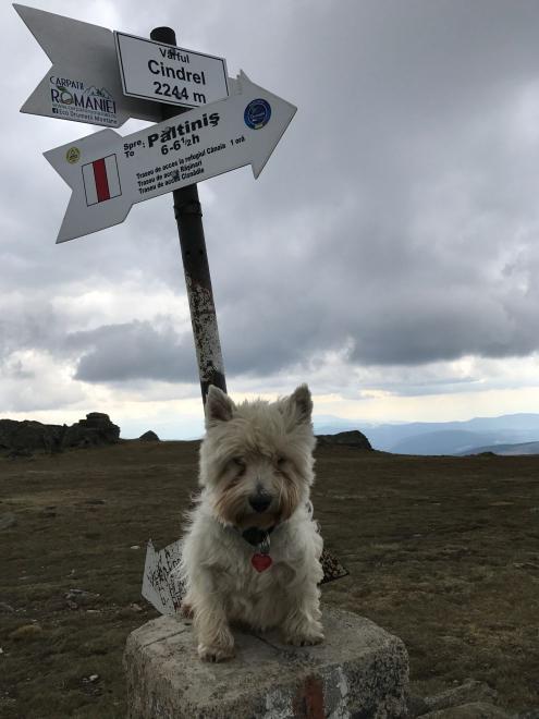 Felix na vrchole