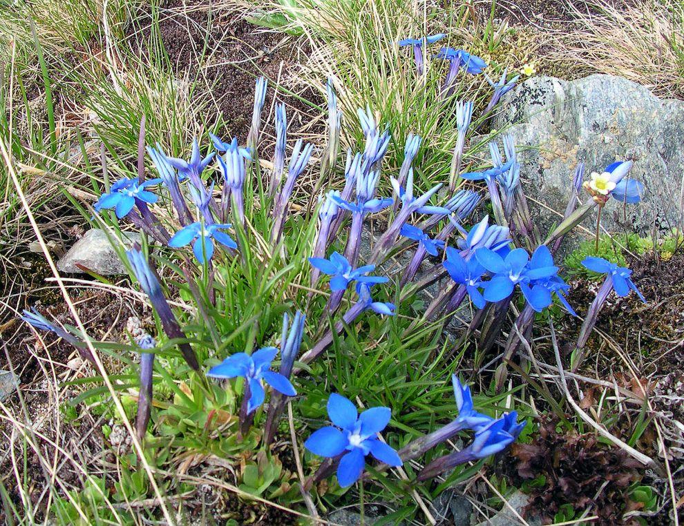 Alpská květena