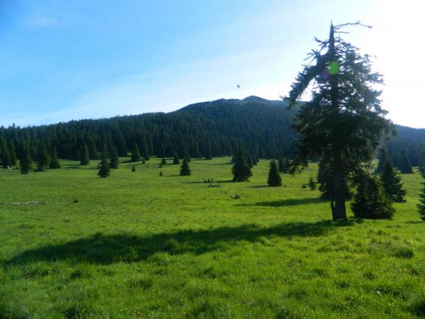 Stredná Poľana