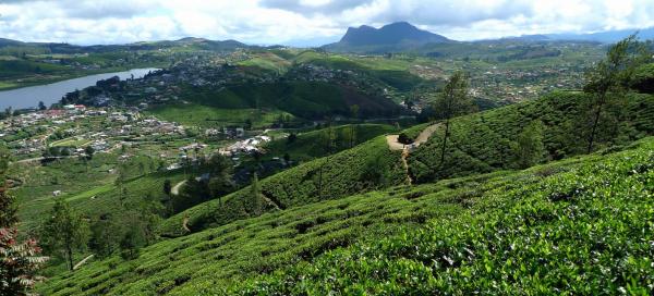 Nuwara Eliya