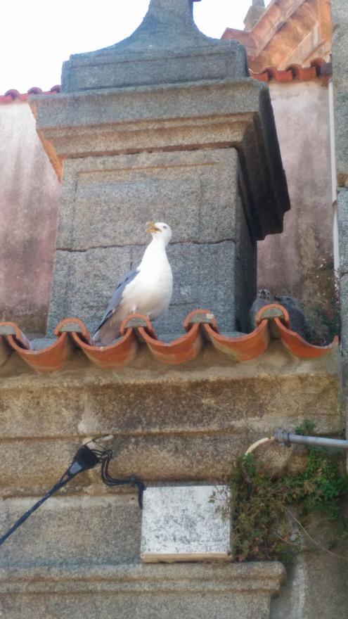 Porto