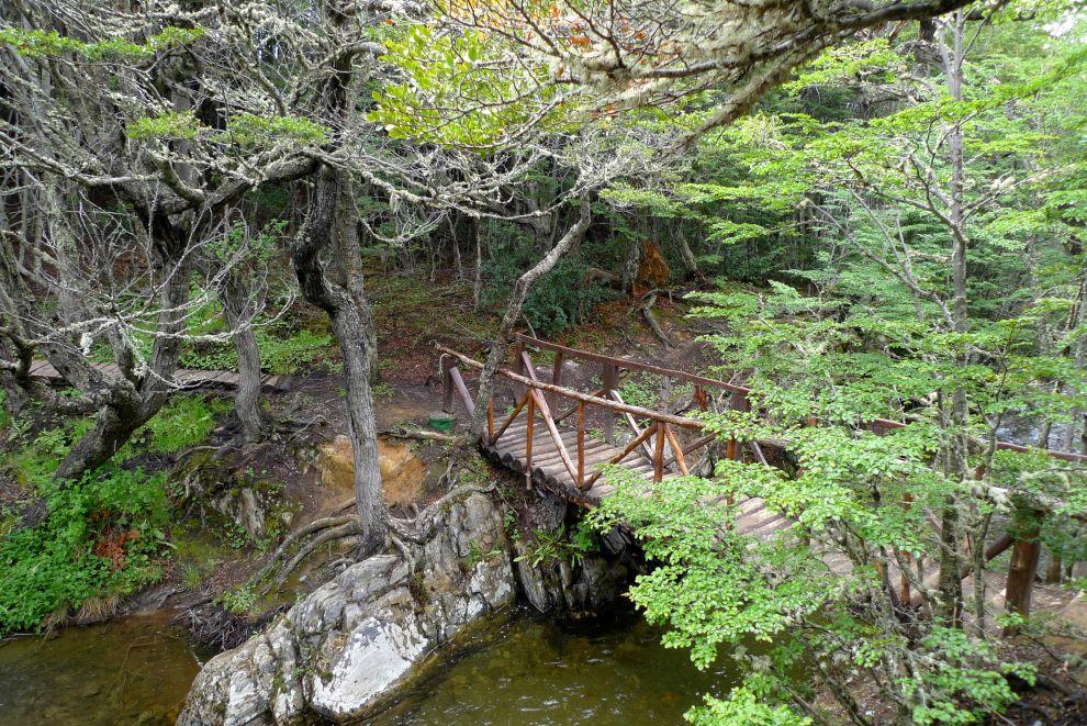 Camino patagonským lesem