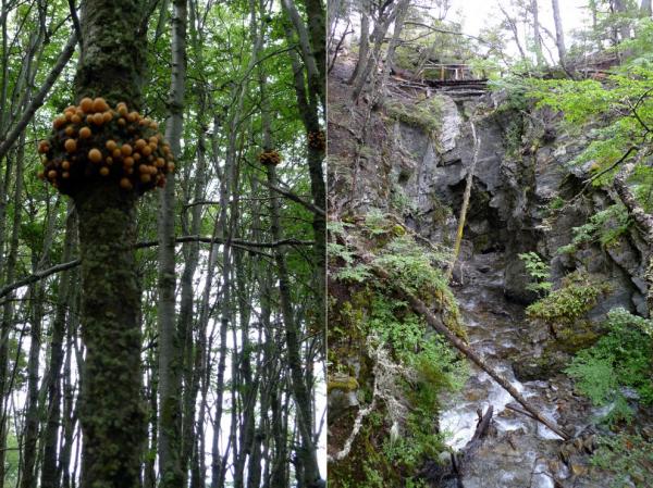 Patagonský les
