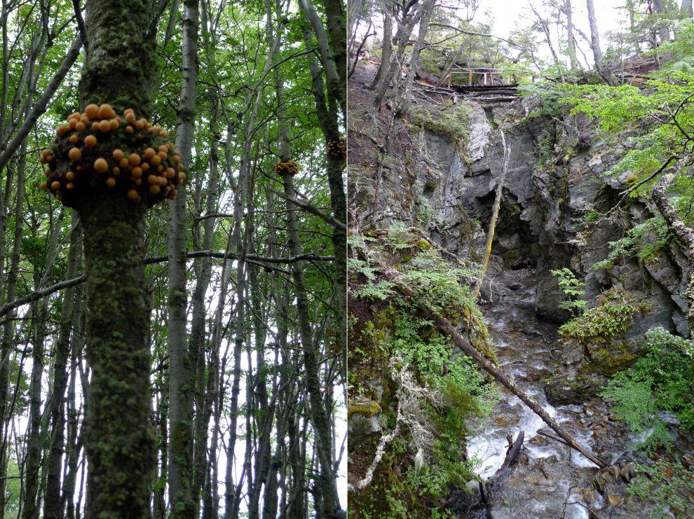 Patagonský les