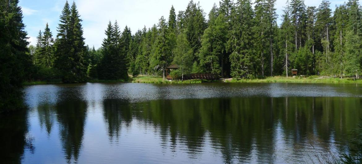 Procházka přes Kladské rašeliny