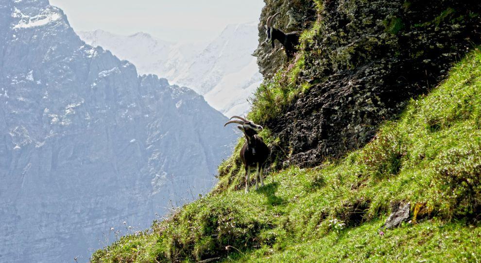 Waldspitz (1900 m n. m.)