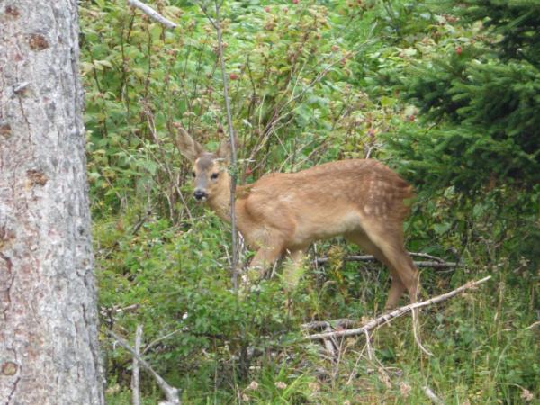 Fauna